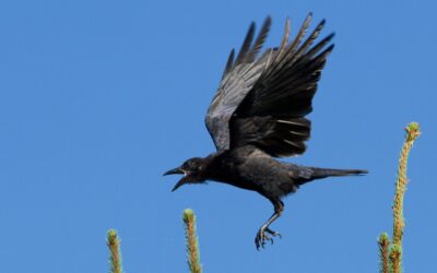CROW SHIT FORTUNE