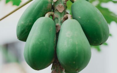 The Forbidden Fruit