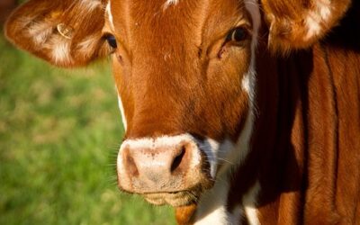 Gauri-The Adorable Bride.
